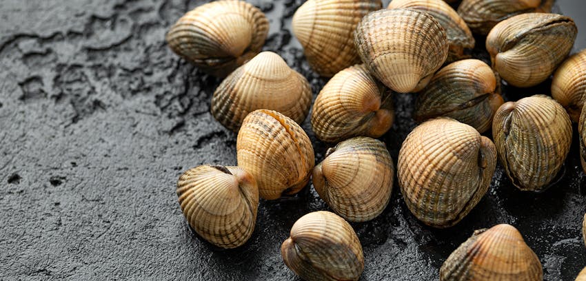 Allergen Deep Dive: Molluscs - Molluscs in shell