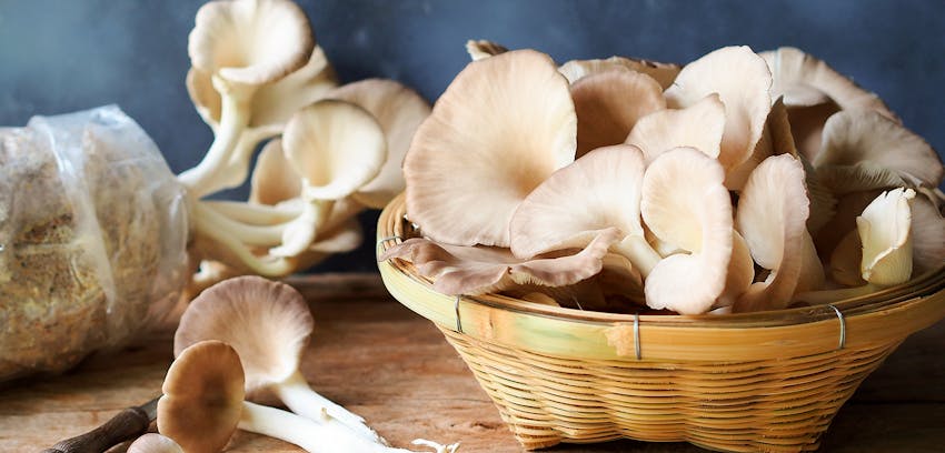 Allergen Deep Dive: Molluscs - Oyster mushrooms