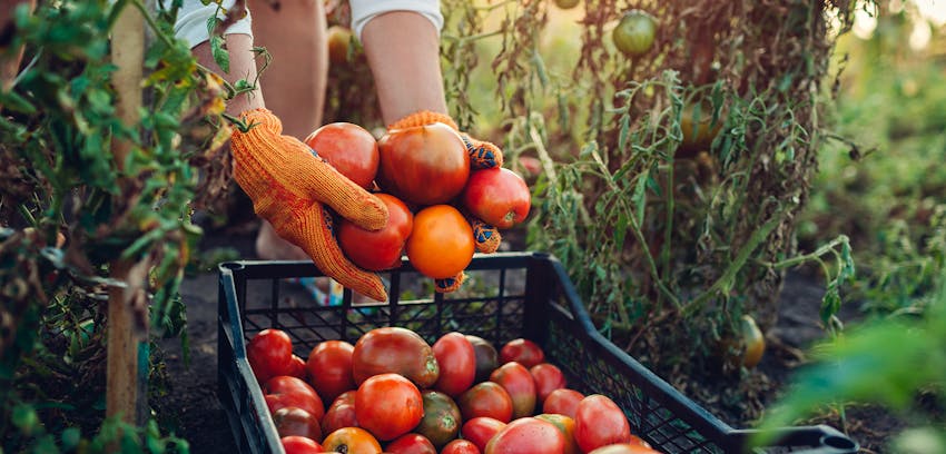 Erudus provides LEAF Certification - LEAF farming apples