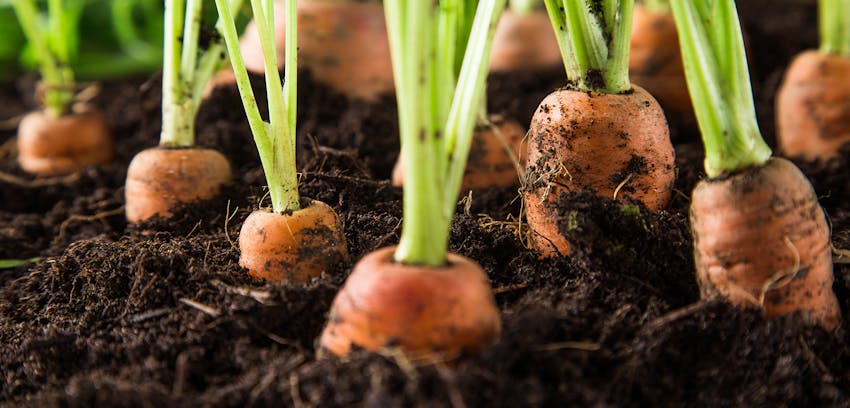 Erudus provides LEAF Certification - LEAF farming carrots