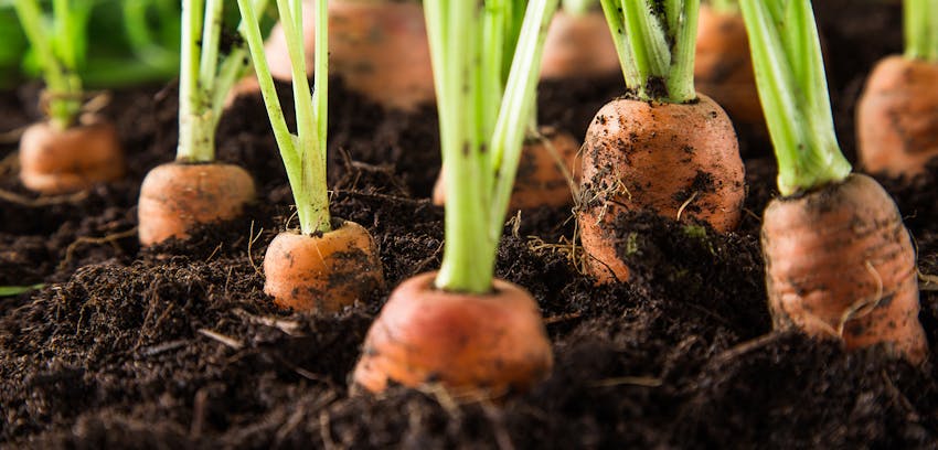 Erudus provides LEAF Certification - LEAF farming carrots