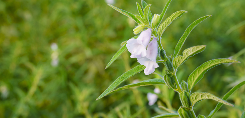 Allergen Deep Dive: Sesame - the Sesame flower Allergen Deep Dive: Sesame - the Sesame flower