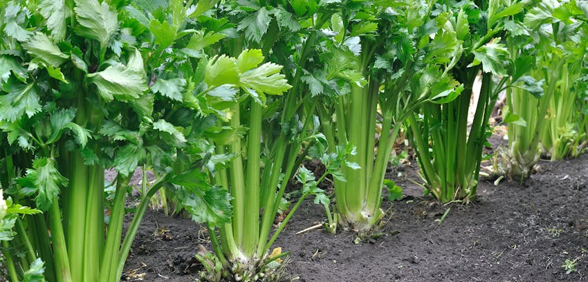 Allergen Deep Dive: Celery - a celery plant