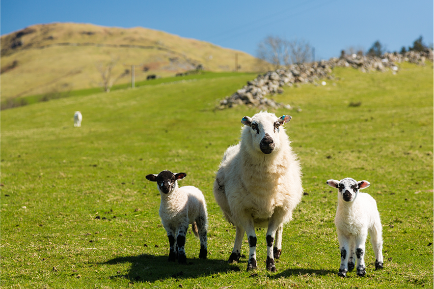 Erudus… Provides Farm Assured Welsh Livestock Certification