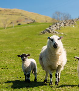 Erudus… Provides Farm Assured Welsh Livestock Certification