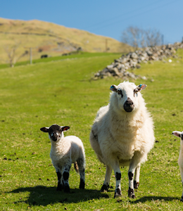 Erudus… Provides Farm Assured Welsh Livestock Certification Erudus… Provides Farm Assured Welsh Livestock Certification