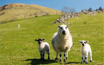 Erudus… Provides Farm Assured Welsh Livestock Certification