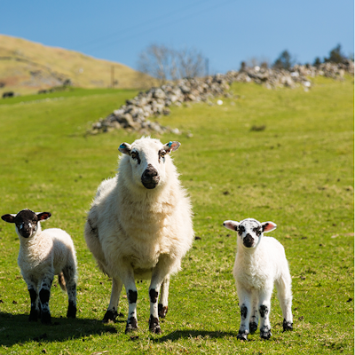 Erudus… Provides Farm Assured Welsh Livestock Certification