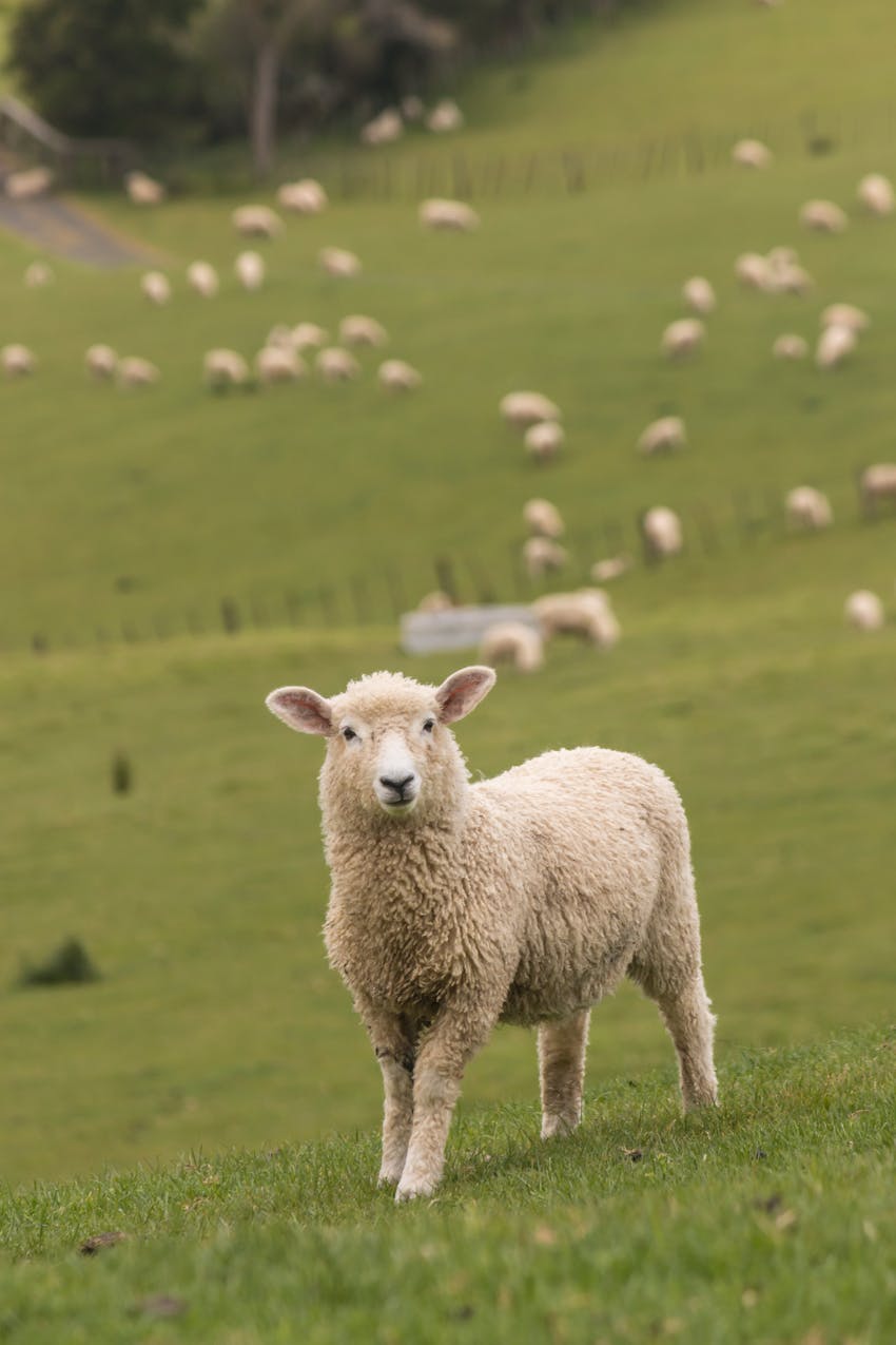 Erudus provides Farm Assured Welsh Livestock certification - Welsh lamb being farmed