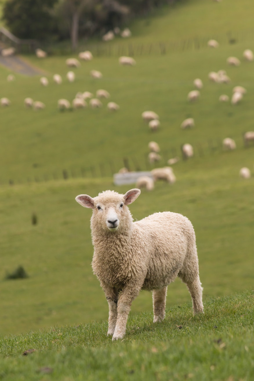 Erudus provides Farm Assured Welsh Livestock certification - Welsh lamb being farmed Erudus provides Farm Assured Welsh Livestock certification - Welsh lamb being farmed