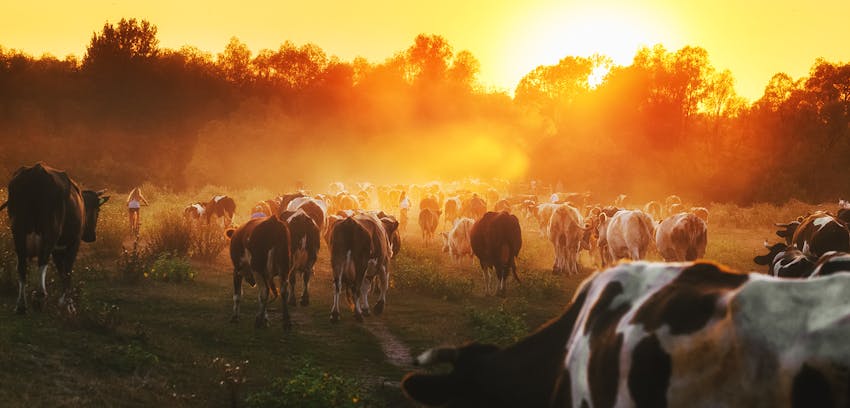 Erudus provides Farm Assured Welsh Livestock certification - Welsh cattle being farmed