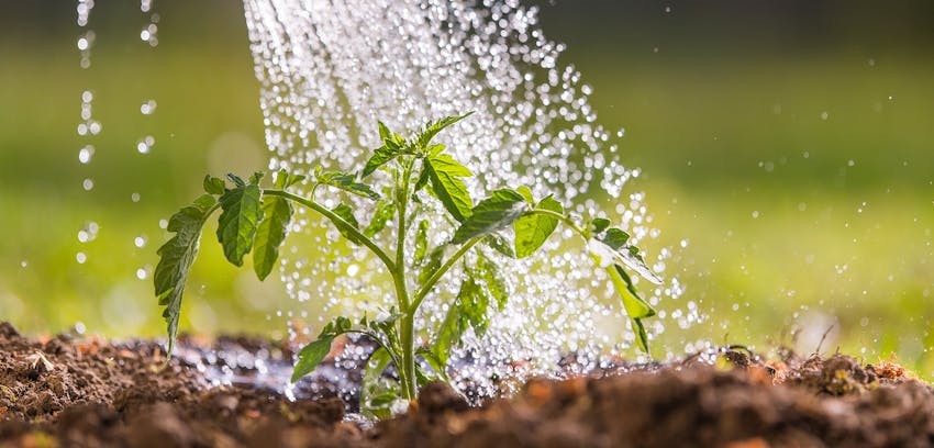Erudus showcases ISO 14001 certification - plant being watered