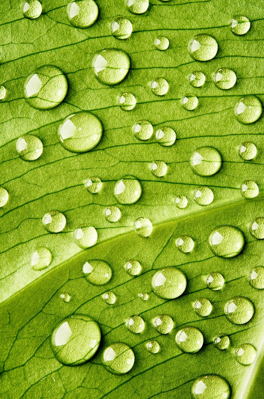 Erudus showcases ISO 14001 certification  - leaf with dew