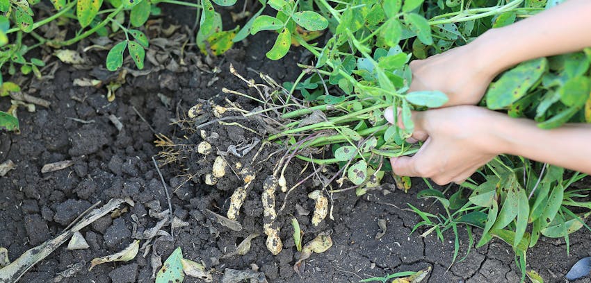 Allergen Deep Dive: Peanuts - peanuts growing underground