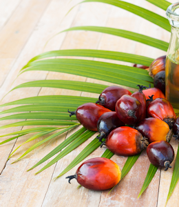 What you need to know about palm oil and its place in the industry…