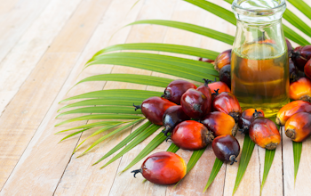 What you need to know about palm oil and its place in the industry…