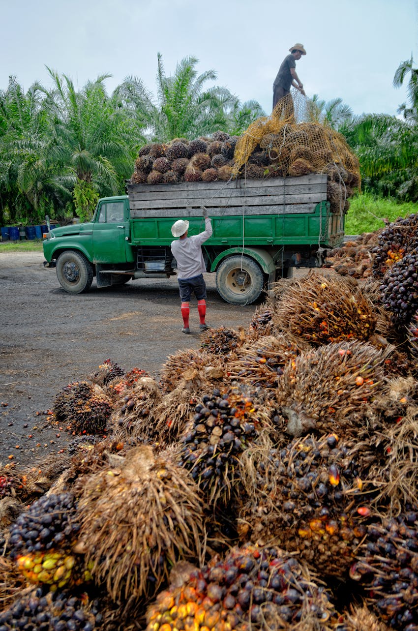 Everything you need to know about Palm Oil - palm oil production 