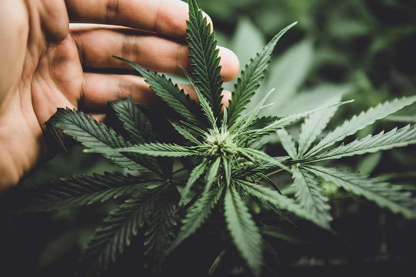 Cannabidiol (CBD) as a Novel Food - Cannabis plant Cannabidiol (CBD) as a Novel Food - Cannabis plant