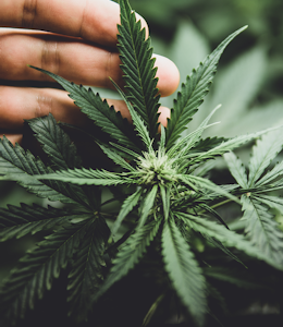 Cannabidiol (CBD) as a Novel Food - Cannabis plant Cannabidiol (CBD) as a Novel Food - Cannabis plant