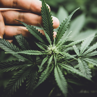 Cannabidiol (CBD) as a Novel Food - Cannabis plant Cannabidiol (CBD) as a Novel Food - Cannabis plant