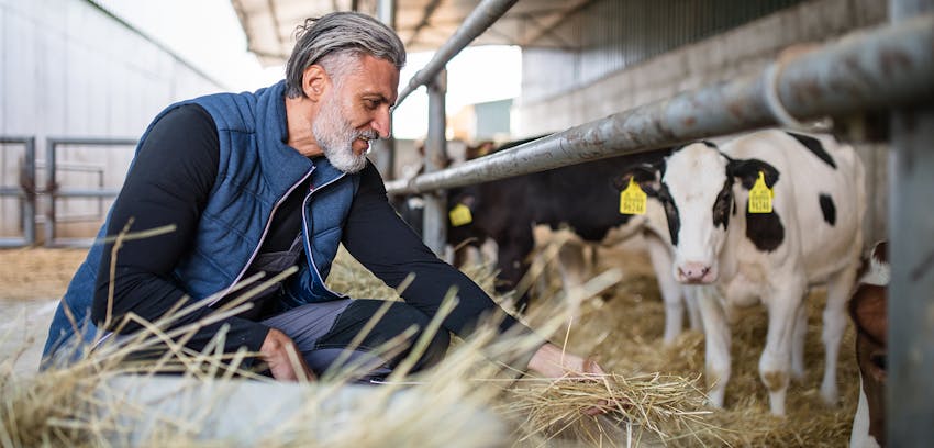 Erudus provides Food for Life Supplier Scheme Certification - cows in hay