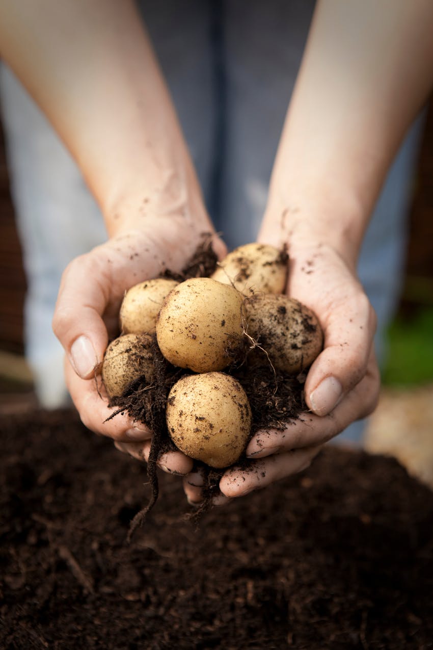 Erudus provides Food for Life Supplier Scheme Certification - freshly dug potatoes
