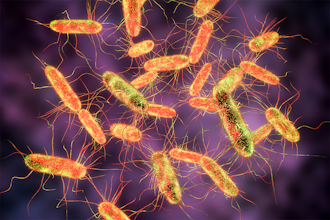 Everything you need to know about Salmonella 