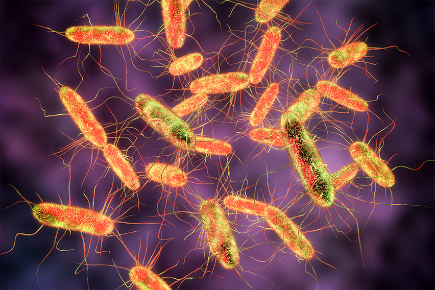 Everything you need to know about Salmonella 