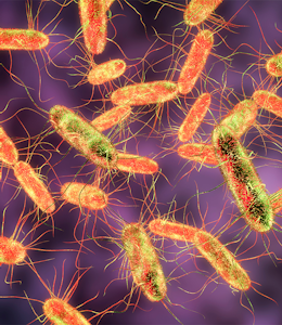 Everything you need to know about Salmonella 