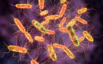 Everything you need to know about Salmonella 