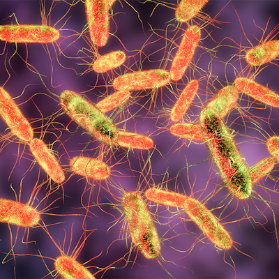 Everything you need to know about Salmonella 