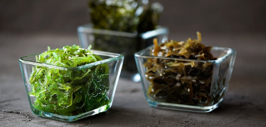 Allergen Deep Dive: Fish - fish alternative algae/seaweed