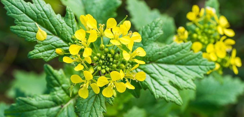 Allergy to mustard - mustard plant