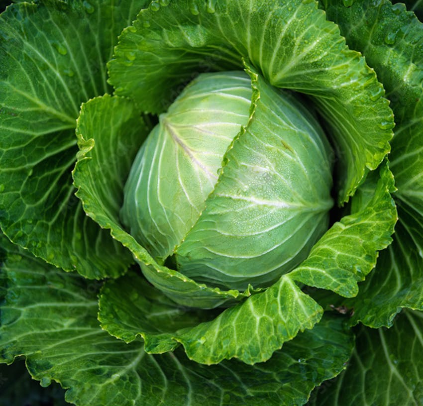 Allergy to mustard - cabbage cross-reactivity