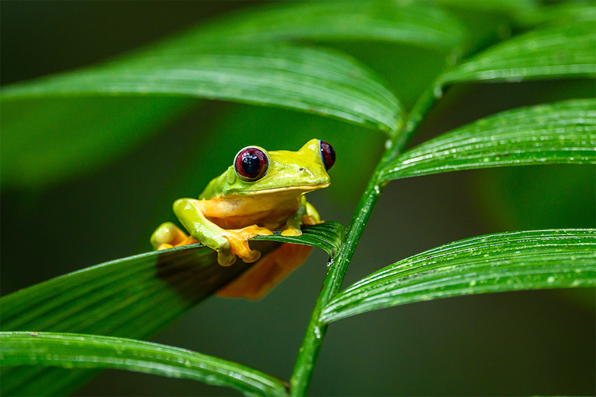 Erudus… Provides Rainforest Alliance Certification