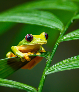 Erudus… Provides Rainforest Alliance Certification Erudus… Provides Rainforest Alliance Certification