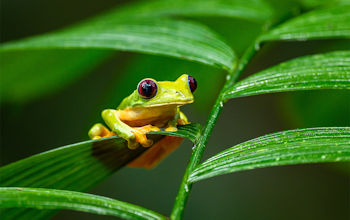 Erudus… Provides Rainforest Alliance Certification Erudus… Provides Rainforest Alliance Certification