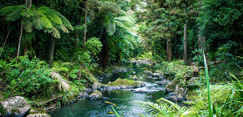 Rainforest Alliance Certified - Rainforest creek
