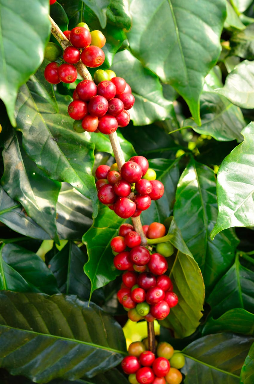 Rainforest Alliance Certified - Coffee plant