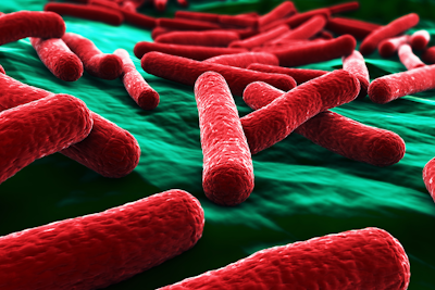 What you need to know about E. coli