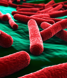 What you need to know about E. coli