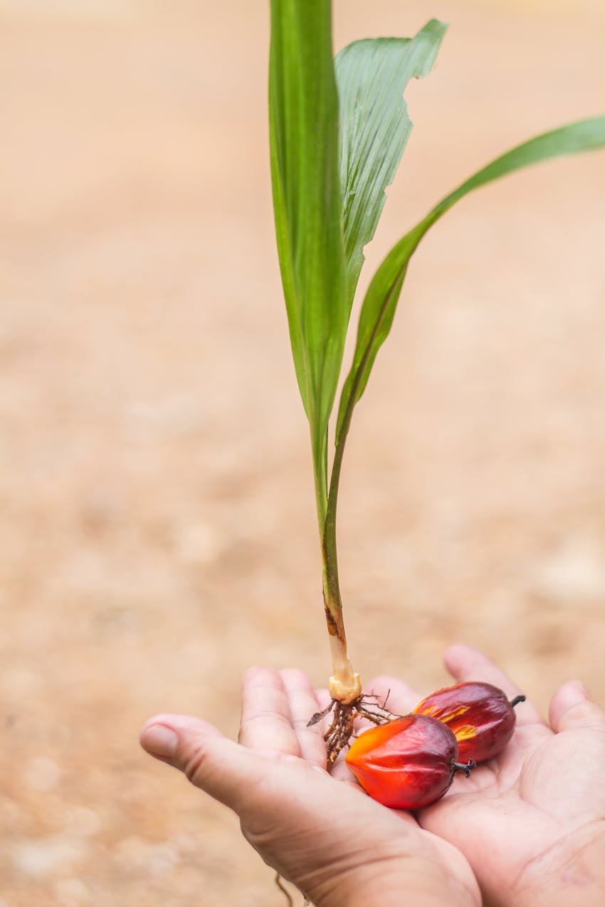 Erudus provides Roundtable of Sustainable Palm Oil certification - palm oil fruit