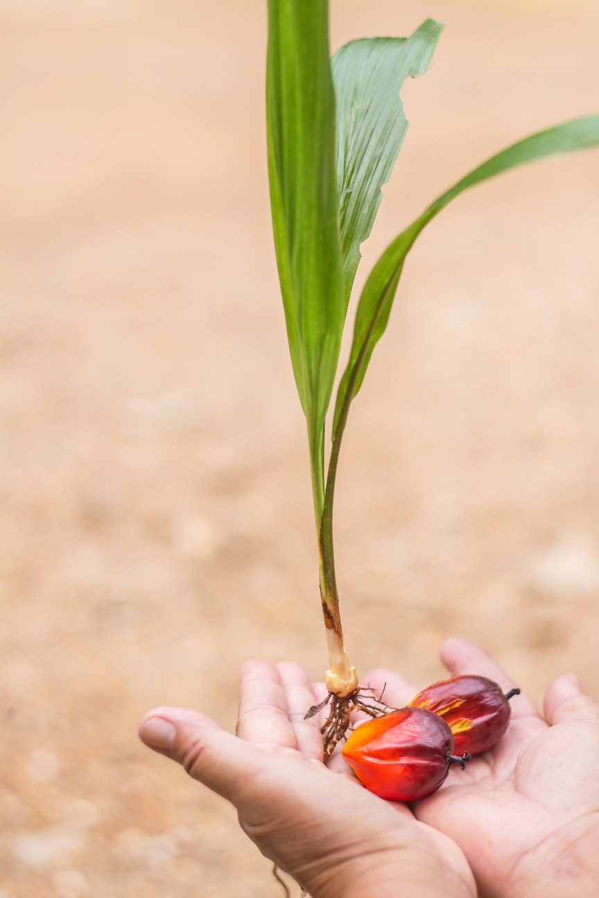 Erudus provides Roundtable of Sustainable Palm Oil certification - palm oil fruit Erudus provides Roundtable of Sustainable Palm Oil certification - palm oil fruit