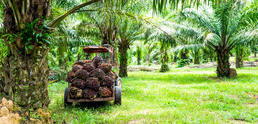 Erudus provides Roundtable of Sustainable Palm Oil certification - palm oil production