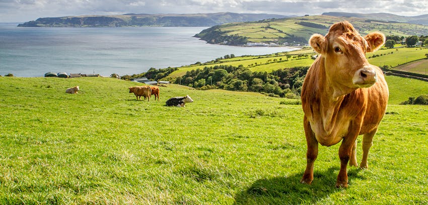 Erudus Provides Northern Ireland Beef & Lamb Farm Quality Assurance Scheme Certification