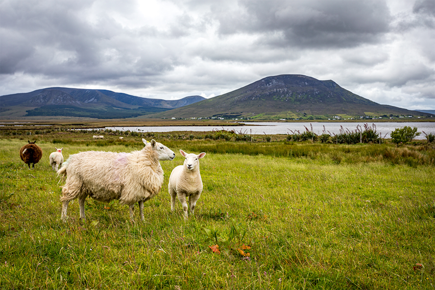 Erudus Provides Northern Ireland Beef & Lamb Farm Quality Assurance Scheme Certification - Irish sheep and lambs
