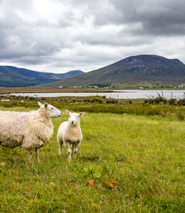 Erudus Provides Northern Ireland Beef & Lamb Farm Quality Assurance Scheme Certification - Irish sheep and lambs