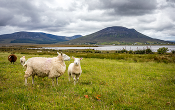 Erudus Provides Northern Ireland Beef & Lamb Farm Quality Assurance Scheme Certification - Irish sheep and lambs