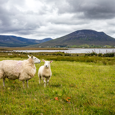 Erudus Provides Northern Ireland Beef & Lamb Farm Quality Assurance Scheme Certification - Irish sheep and lambs