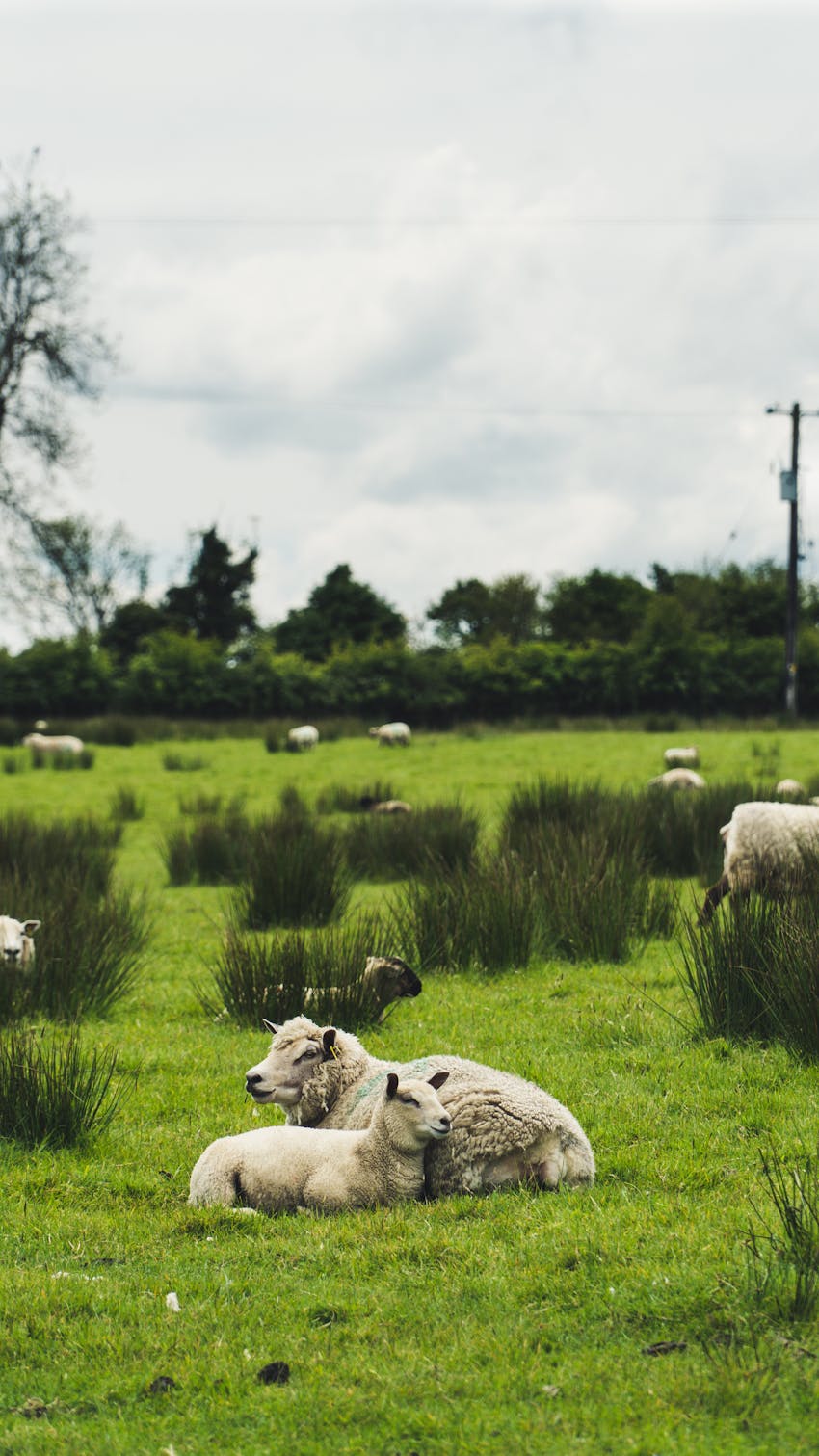 Northern Ireland Beef & Lamb Farm Quality Assurance - sheep